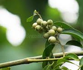 Lasoora Tree Leaves - Aromatic Foliage