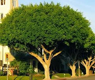 Indian Cork Fig Tree