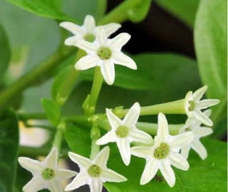 Raatrani Tree Night Blooming Flowers