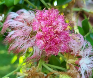 Rain Tree Canopy - Ecological Benefits