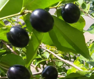Rainforest Plum Tree Fruits - Nutritional Properties