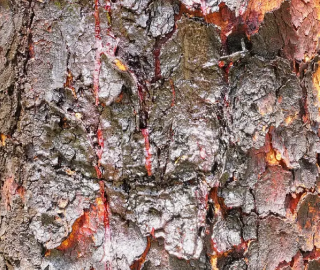 Red Bloodwood Tree Plantation