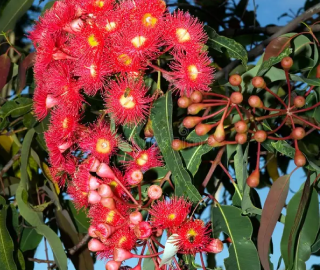 Red Flowering Gum Tree - Vibrant Blooms