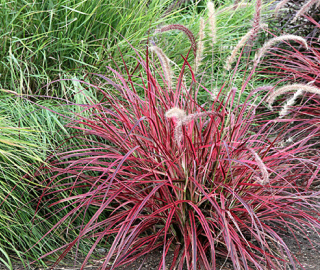 Red Fountain Grass Tree Environmental Benefits