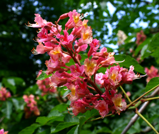 Red Horse Chestnut Tree in Landscaping