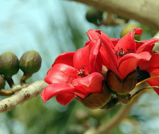 Red Kapok Tree Flowers - Vibrant Blooms