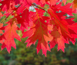 Red Oak Tree Foliage - Aesthetic Beauty