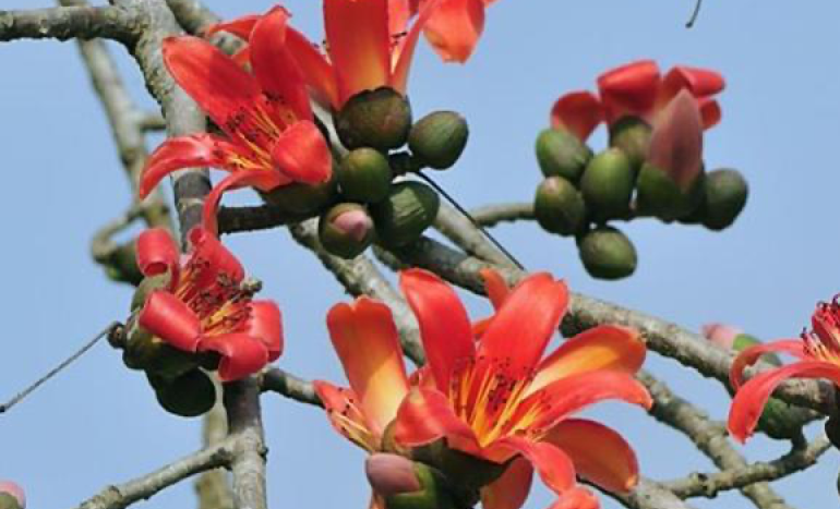 Red Silk Cotton Tree - Majestic Marvel
