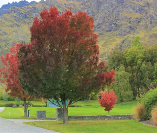 Redwood Ash Tree - Seasonal Foliage