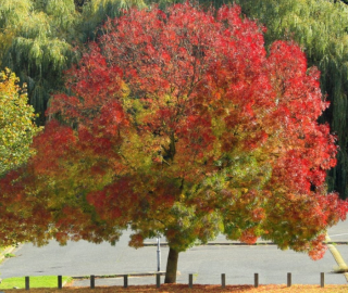Redwood Ash Tree Environmental Benefits