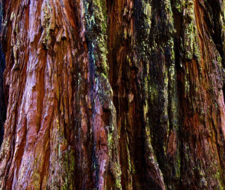 Redwood Tree Forests