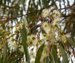 River Red Gum Tree Conservation