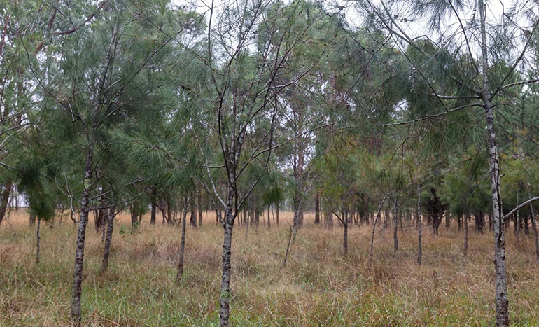 River Sheoak Tree - Resilient Australian Native