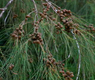 River Sheoak Tree Environmental Benefits