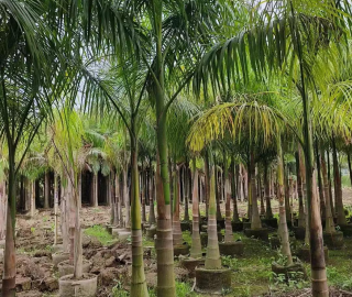 Royal Palm Tree - Tropical Landscaping