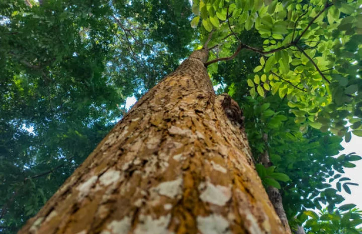Aadusa Tree - Medicinal Plant