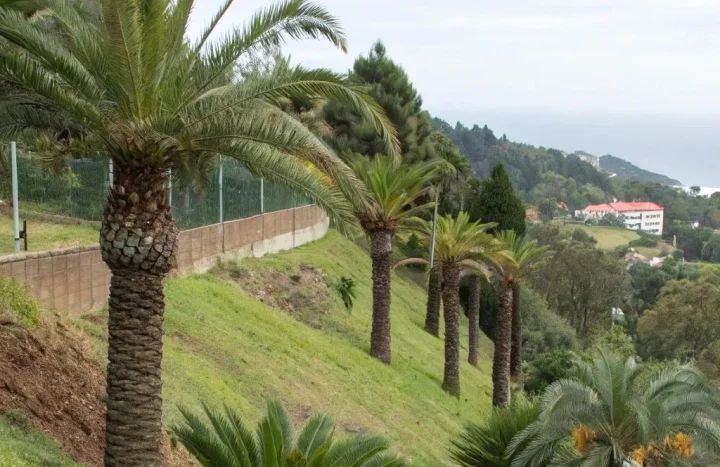 Aadusa Tree - Medicinal Plant