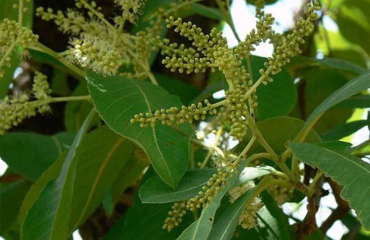 Aadusa Tree - Medicinal Plant