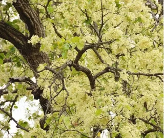 Aadusa Tree Plantation