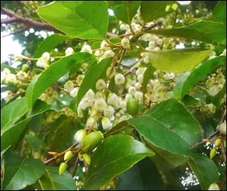 Aadusa Tree Leaves - Medicinal Properties