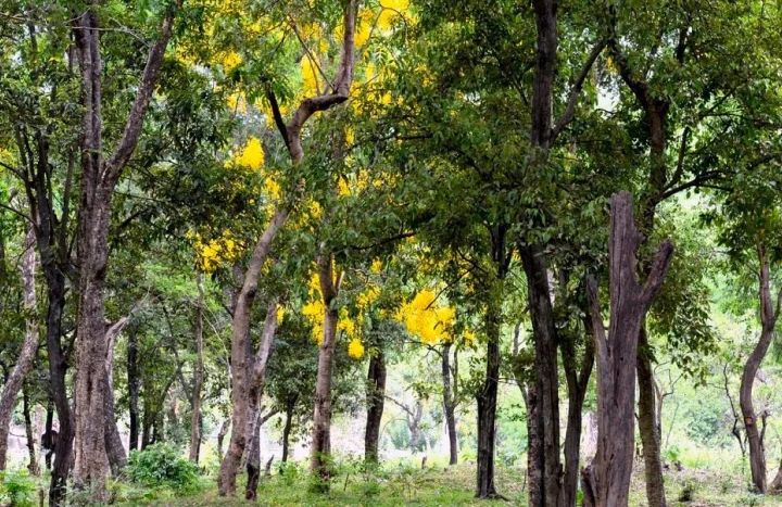 Aadusa Tree - Medicinal Plant