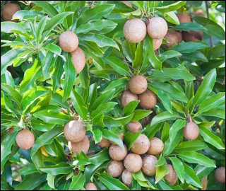 Aadusa Tree Leaves - Medicinal Properties