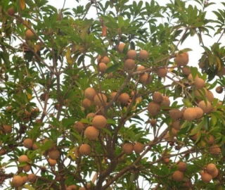 Aadusa Tree Plantation