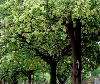 Aadusa Tree Leaves - Medicinal Properties