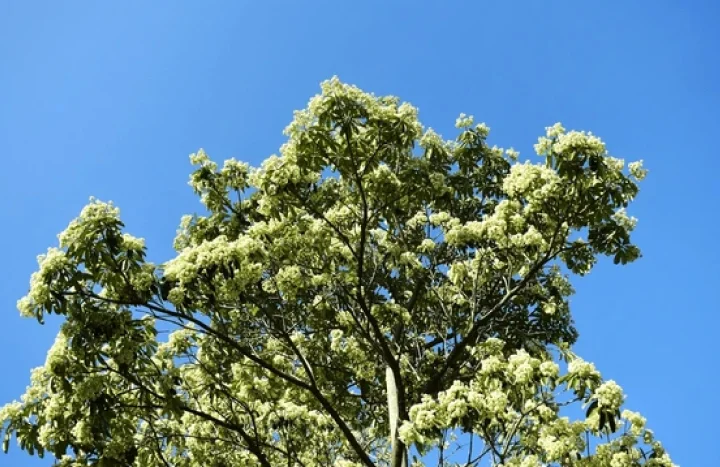 Aadusa Tree - Medicinal Plant