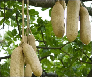 Aadusa Tree Leaves - Medicinal Properties