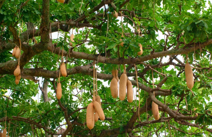 Aadusa Tree - Medicinal Plant