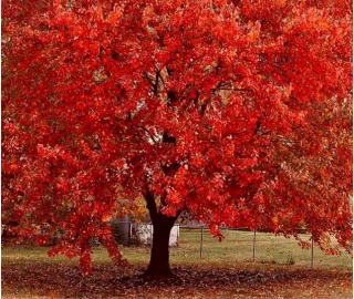 Aadusa Tree Environmental Benefits