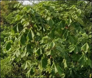 Aadusa Tree Leaves - Medicinal Properties