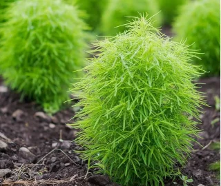 Aadusa Tree Environmental Benefits