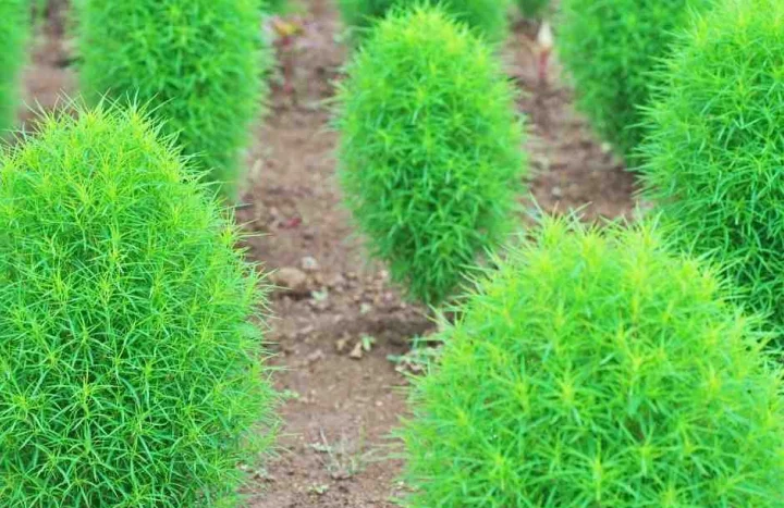 Aadusa Tree - Medicinal Plant