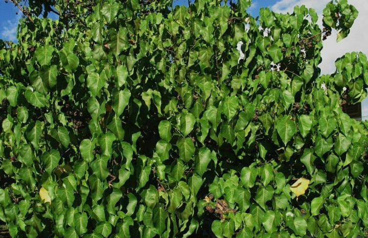 Aadusa Tree - Medicinal Plant