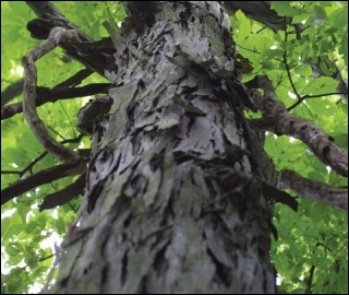 Aadusa Tree Leaves - Medicinal Properties