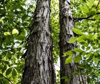 Aadusa Tree Plantation