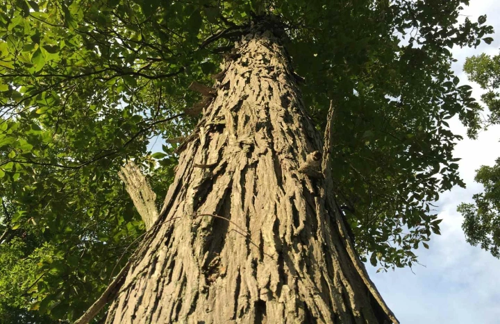 Aadusa Tree - Medicinal Plant