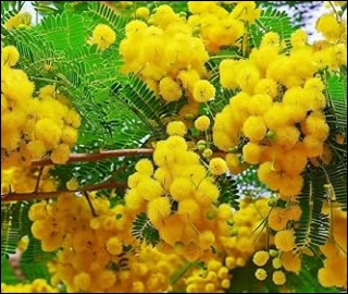 Aadusa Tree Plantation