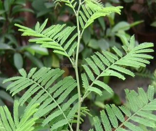 Aadusa Tree Plantation