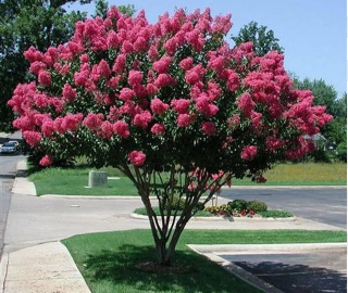 Aadusa Tree Plantation