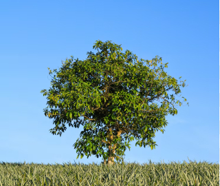 Aadusa Tree Plantation