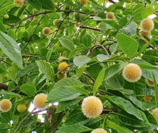 Aadusa Tree Plantation