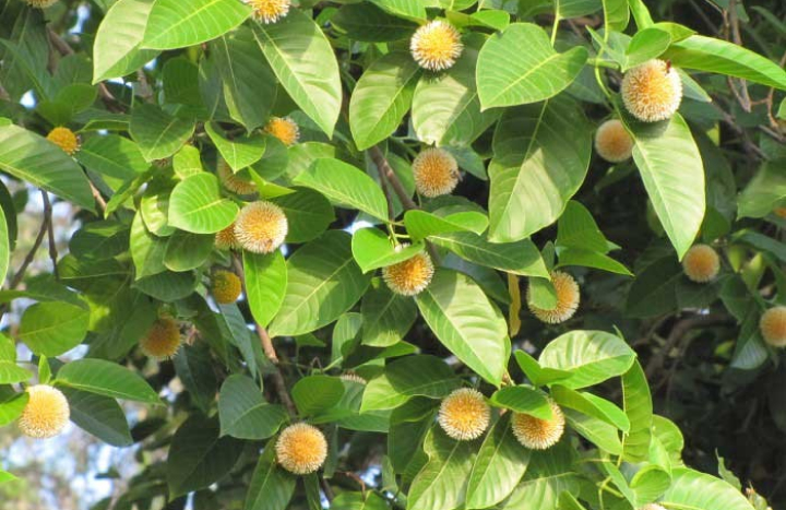 Aadusa Tree - Medicinal Plant