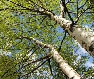 Aadusa Tree Plantation