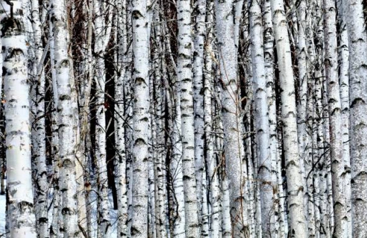 Aadusa Tree - Medicinal Plant