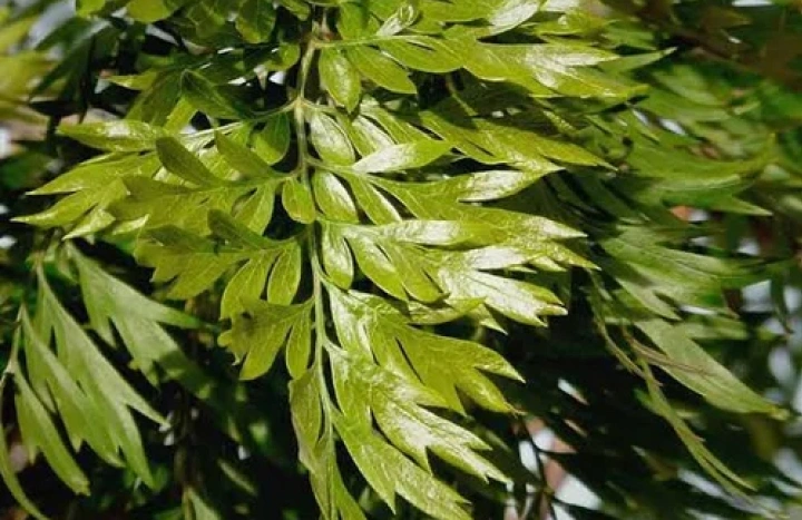 Aadusa Tree - Medicinal Plant