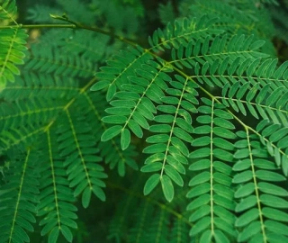 Aadusa Tree Plantation