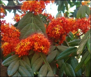 Aadusa Tree Leaves - Medicinal Properties